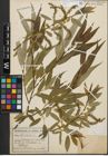 Foto von Salix fragilis L.